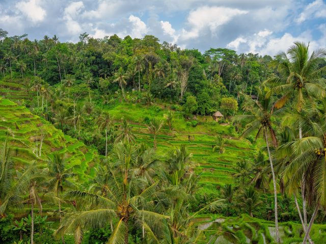 Stepped green rice terraces among coconut palms, Ubud