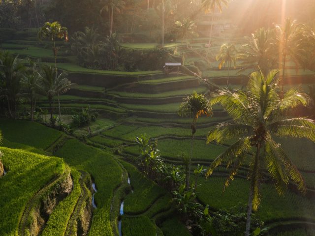 Bali rice terraces and palms with morning sun rays through haze